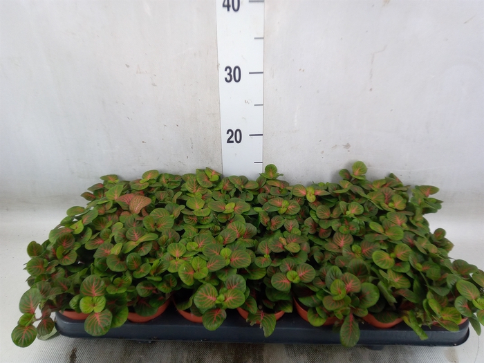 <h4>Fittonia   ...</h4>
