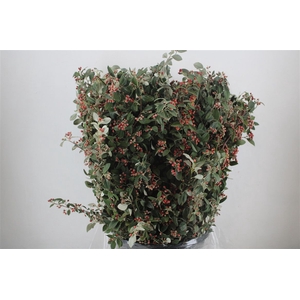 Cotoniaster Berry Extra P Bunch