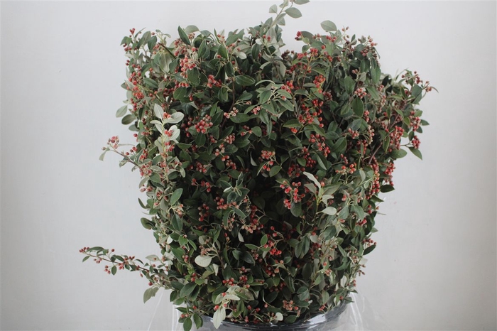 <h4>Cotoniaster Berry Extra P Bunch</h4>