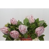 Protea Cynaroides