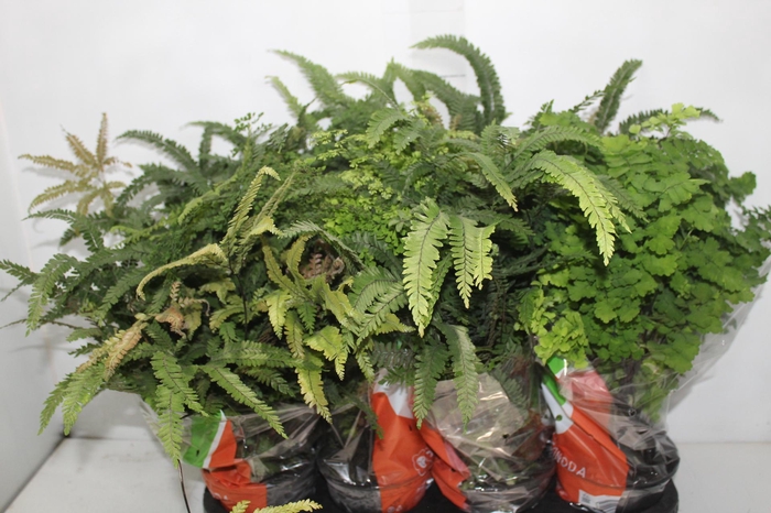 <h4>AVENCA VARIADA P15</h4>