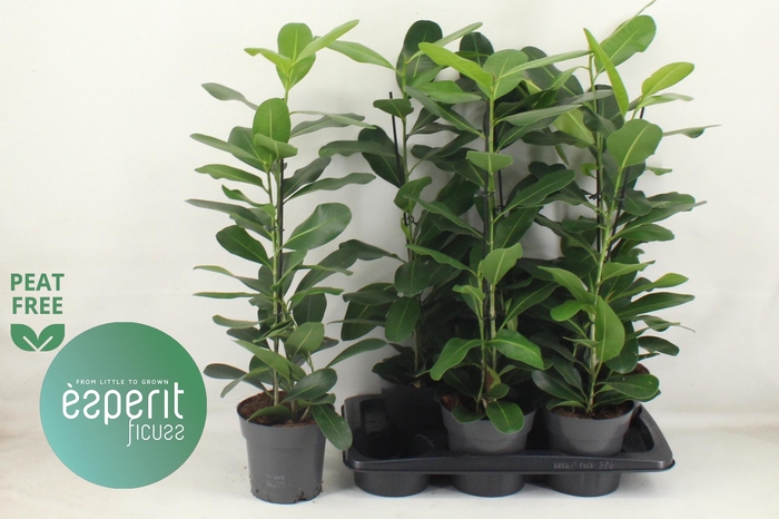 <h4>FIC MI SMILE</h4>