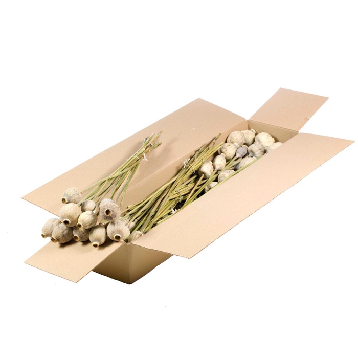 <h4>Papaver Gigant Sb Natural Green Grey</h4>