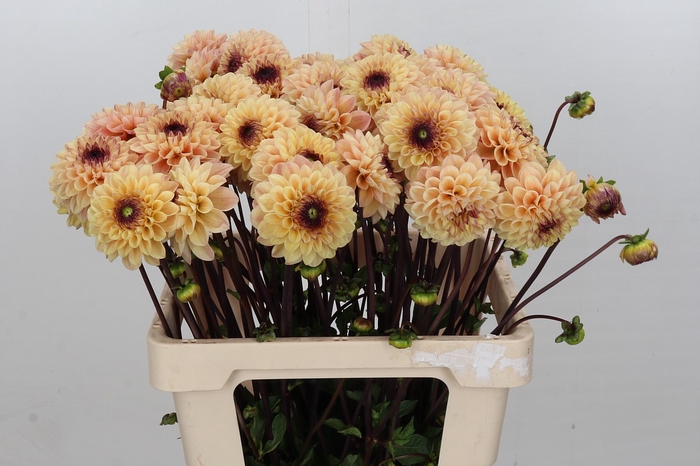 <h4>Dahlia Yellow Jill</h4>