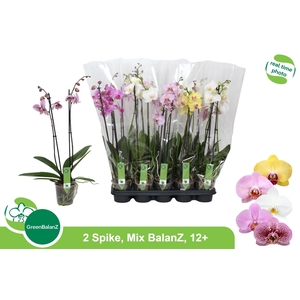 PHAL GEM