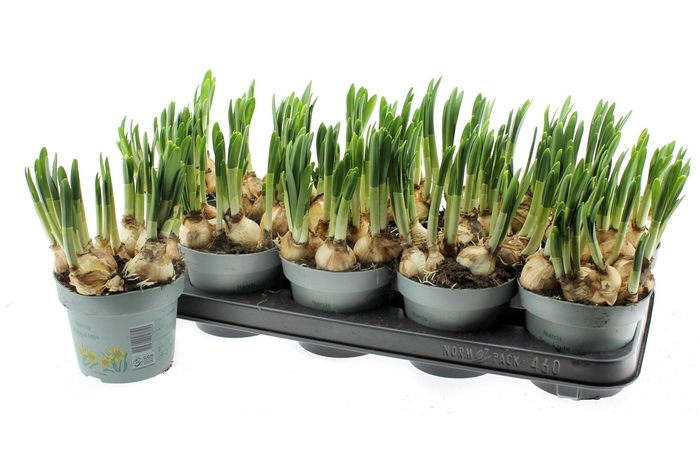 <h4>NARC O TETE A TETE</h4>