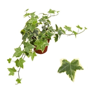 Hedera helix Goldchild