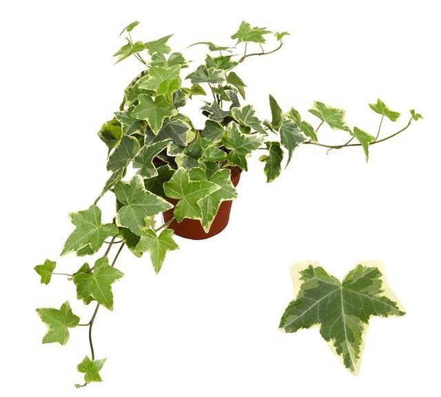 <h4>Hedera helix Goldchild</h4>