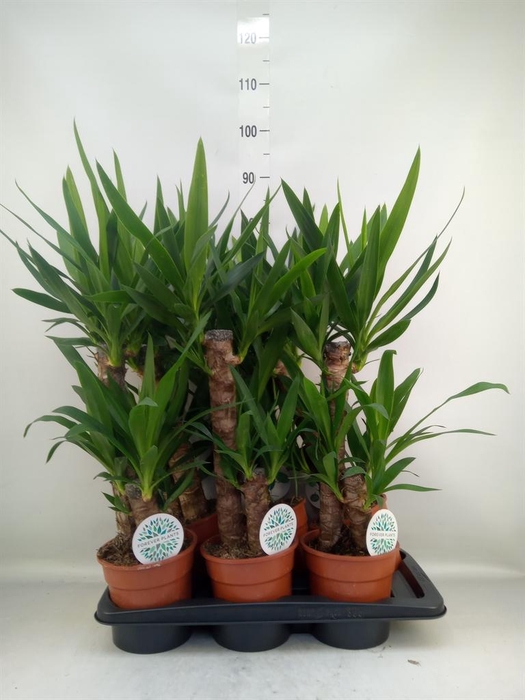 <h4>Yucca   ...</h4>