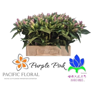 GENTI PU PINK ASHIRO