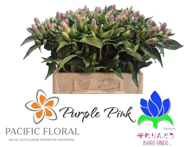 <h4>GENTI PU PINK ASHIRO</h4>