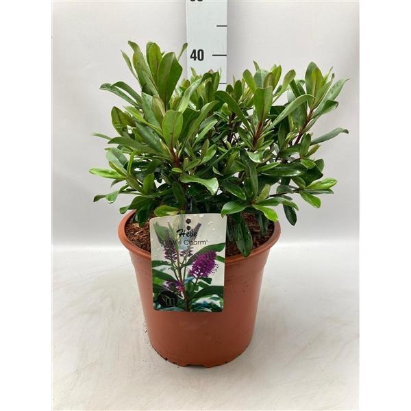 <h4>Hebe 'Wiri Charm' C5</h4>