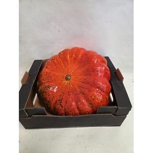 CUCURBITA