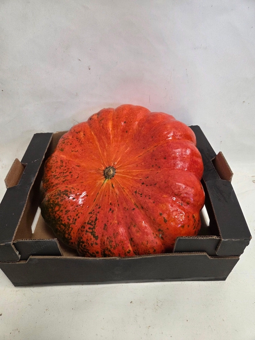 <h4>CUCURBITA</h4>