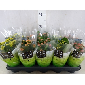 Kalanchoe blos.   ..rosebud mix  5