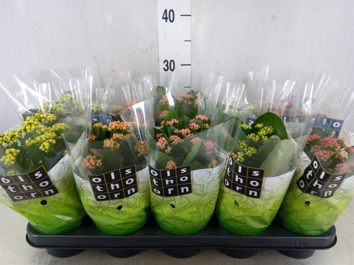<h4>Kalanchoe blos.   ..rosebud mix  5</h4>