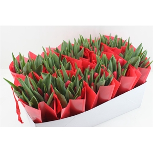 Boeket Tulp In Tas (rood)