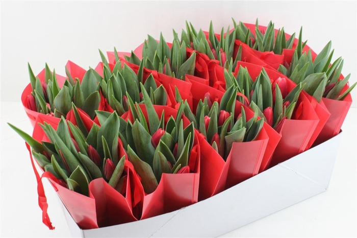 <h4>Boeket Tulp In Tas (rood)</h4>