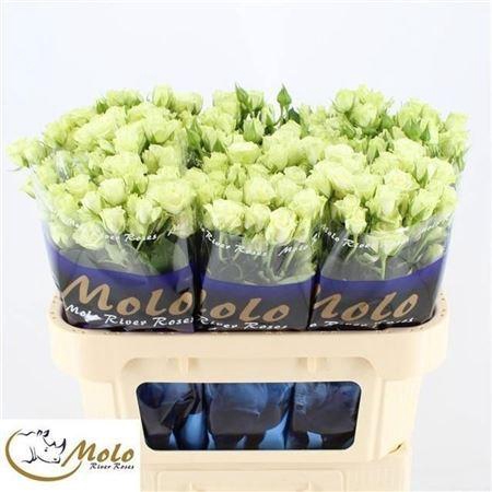 <h4>R Tr Green Glow</h4>