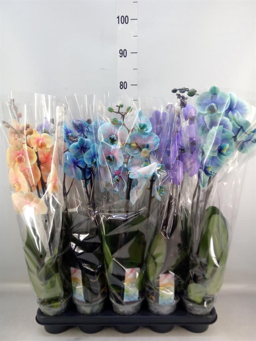 <h4>Phalaenopsis ...</h4>