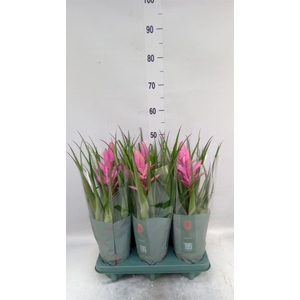 Tillandsia  'Antonio'
