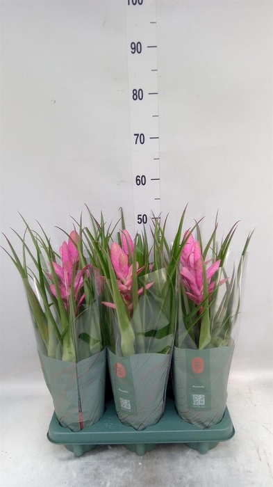 <h4>Tillandsia 'Antonio'</h4>