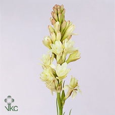 <h4>Polianthus Tubarosa</h4>