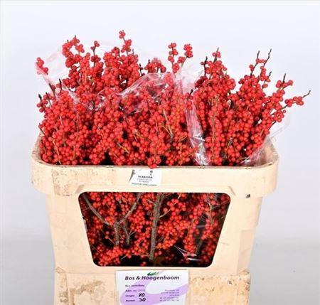 <h4>Ilex Ve Rode Bes</h4>