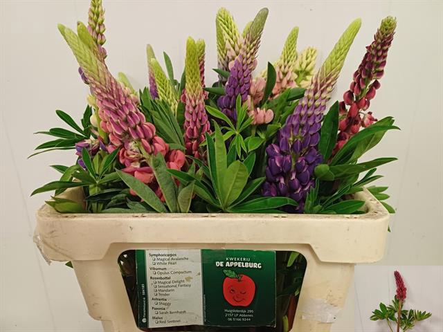 <h4>Lupinus mix in bucket</h4>