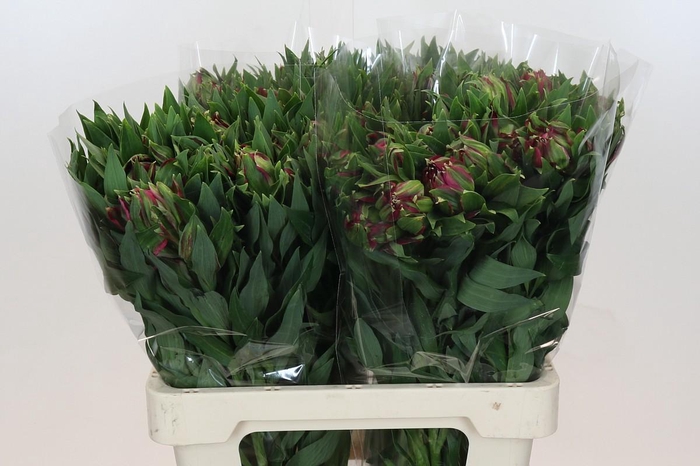 Alstroemeria Astronova Libra