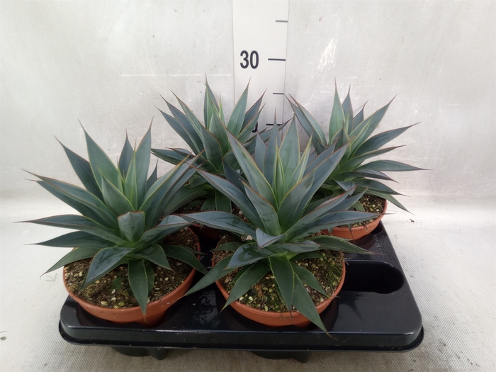 <h4>Agave  'Shaka Koko'</h4>