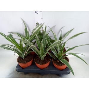 Dracaena frag. 'Compacta'