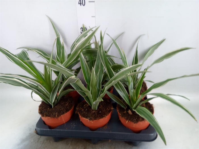 <h4>Dracaena frag. 'Compacta'</h4>