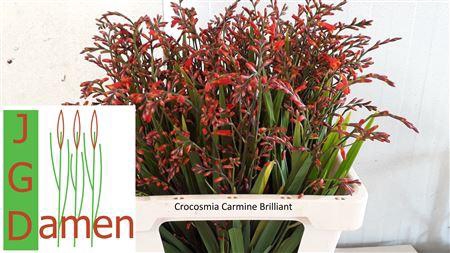 <h4>Crocos Carmine Brillant</h4>