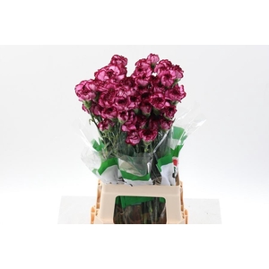 Dianthus st baccarat purple