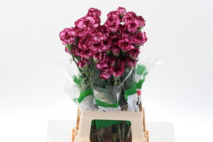 <h4>Dianthus st baccarat purple</h4>