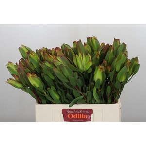 LEUCAD LAUREL YELLOW