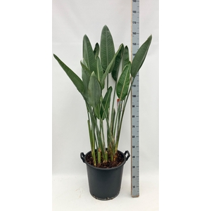 STRELITZIA REGIN BL