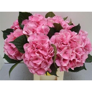 Hydr M Royal Love