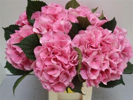 <h4>Hydr M Royal Love</h4>