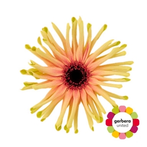 Gerbera Pasta Rebel Typhoon Diamond