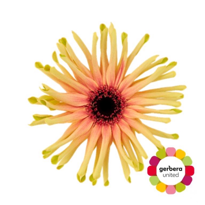 <h4>Gerbera Pasta Rebel Typhoon Diamond</h4>