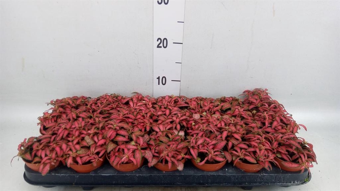 <h4>Fittonia verschaf. 'Forest Flame'</h4>