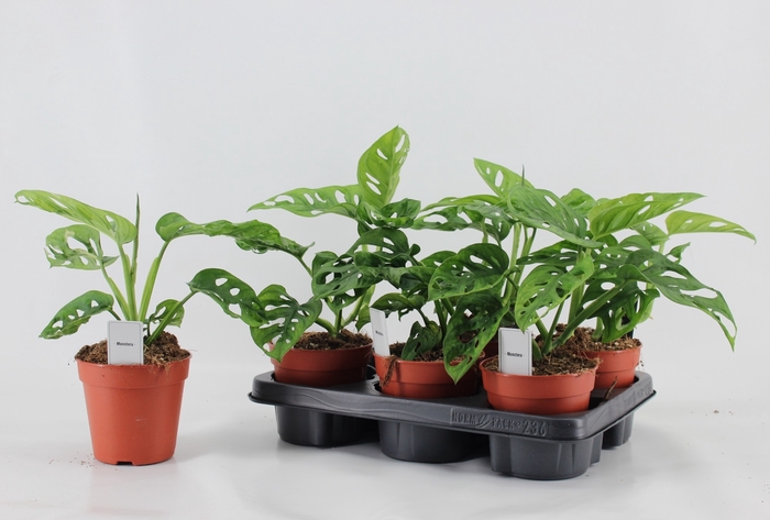 <h4>MONSTERA OV</h4>