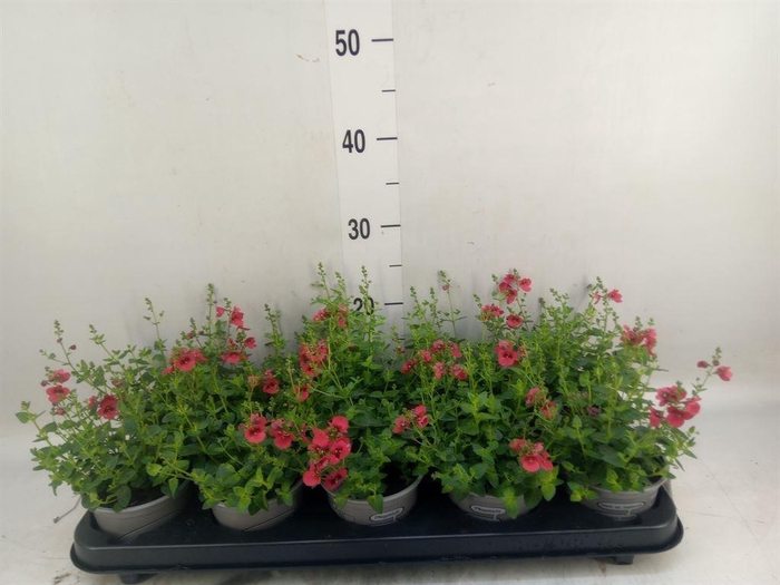<h4>Diascia  'Piccadilly Red'</h4>
