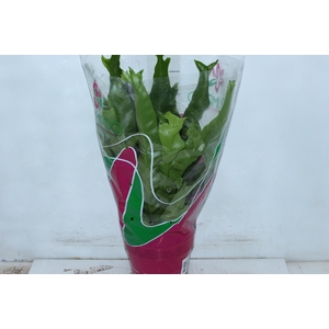 ASPLENIUM OSAKA CRESPO P19