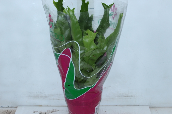 <h4>ASPLENIUM OSAKA CRESPO P19</h4>