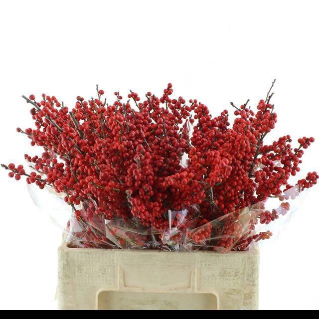 <h4>Ilex Ve Rode Bes</h4>