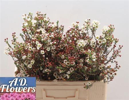 <h4>Chame Mi Liron White Super X25 60cm</h4>