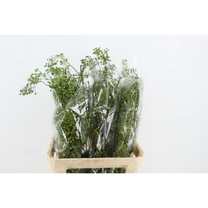 ROSA CORALLO GREEN 090CM